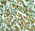Bird Flu Virus Bird Flu Virus